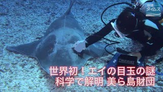 世界初！エイの目玉の謎　科学で解明　美ら島財団