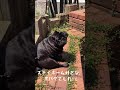 日向ぼっこする姿がおばあちゃんみたいな黒パグ a black pug that looks like a grandma basking in the sun