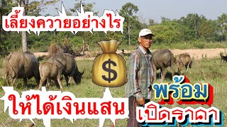 เลี้ยงควายอย่างไรให้ได้เงินแสน💰ห้ามพลาด!☎️ 06-3743-6241 : พ่อสิทธิ์ EP.152