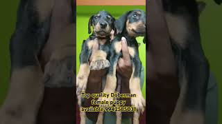 #Top quality #Doberman female# puppy available #Pondicherry