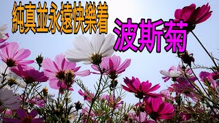 波斯菊花海