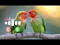 parrot message tone ringtone notification parrot message ringtone notification love message