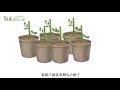 图解 植物的扦插繁殖方法