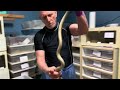 raw extraction footage of prairie rattlesnake crotalus viridis