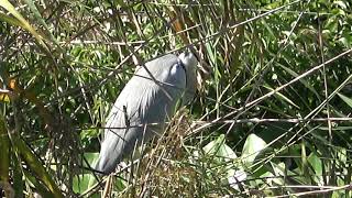 アオサギ　１０月２２日の浮間公園の鳥７（２０２３年１０月２２日（日）撮影）