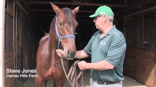 So Surreal Stands at Cameo Hills Farm