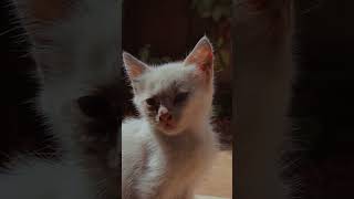Cute cat #cutecat #catvideos #catshorts #cats #shorts