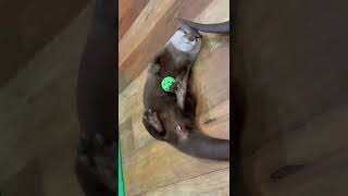 【カワウソ】ボールが大好きなまるこOtters who love balls#shorts