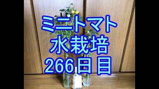 🍅ミニトマト水栽培🍅039🍅266日目（38週間≒8ヶ月）🍅