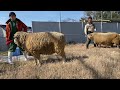 【天王寺動物園】ヒツジトレーニング～グラウンド移動～