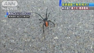 外来毒グモを徹底駆除へ　きのう米子道PAで94匹発見(14/09/17)