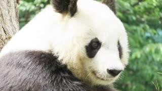 可愛いタンタンをもっと近くてみていたい🐼 #4KUPCONVERT #王子動物園4K🐼