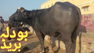 Peer Ijaz Ahmad Bodla || Bodla Breede Farm || Part 2 || Beautiful Nili Buffaloes Farm || Hafiz Azhar