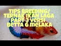 Tips breeding betta/ikan laga/cupang versi betta g melaka part 3