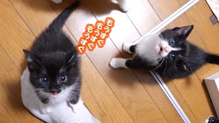 ご飯ご飯と大合唱する子猫に3姉妹。【赤ちゃん猫　保護猫】