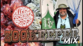 JFTV: New! Jet Fresh Growers' #HippyPsychedelicRoses \