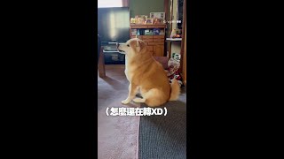 超可愛柴柴 打完噴嚏莫名原地轉圈圈XD #Shorts