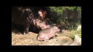 赤ちゃんカバの出目太（王子動物園）Baby Hippo