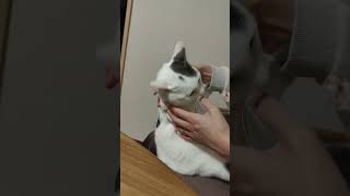 逃げる！！　#vlog #cat #逃げ恥 #逃げるは恥だが役に立つ #新垣結衣 #星野源 #くねくね #猫 #猫のいる暮らし #runaway #escape #tgif #friday