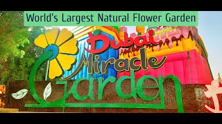 World's Largest Natural Flower Garden - Dubai Miracle Garden