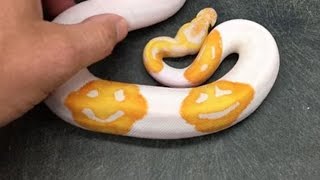 SSSSSmile! Python is found with incredible EMOJI markings ...