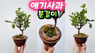 애기사과분재 더 큰 화분으로 분갈이!! - 새싹분재원TV Sprout Bonsai TV