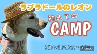 3才のラブラドールレオンの初キャンプ！福井県にてひたすらになでなで【ソロキャンプ】