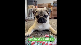 [パグ]どのおもちゃで遊ぶの？ #パグ #pug #ぱぐ #퍼그 #子犬 #dog #犬猫 #ペット #赤ちゃん #baby #シェアのお願い🐶 #チャンネル登録のお願い🐶