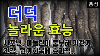 [#더덕효과] 더덕의 놀라운 효능 9가지 (사포닌, 이눌린이 풍부해 기관지 건강, 원기회복에 효과적..)