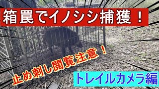 #43【狩猟】イノシシ捕獲！トレイルカメラ編