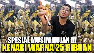 LEBIH GILA !!! KIOS ALHAMDULILLAH MAKIN PARAH RATUSAN BURUNG IMPORT DAN LOKAL DIJUAL GILA GILAAN