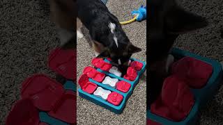 Muffin the Corgi reviews Dog Brick by Outward Hound!