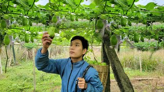 I spend my time working on the farm and harvesting chayote to sell at the market