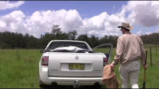 Biocontrol of giant Parramatta grass