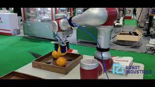 Cobots in the packaging industry - Robot Industries