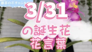 3/31の誕生花と花言葉【園芸のぶチャンネル】【３月】【３１日】【ガーデニング】【雑学】【トリビア】【カトレア】