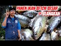 Panen Ikan Betok Besar di Rawa Blanakan - Bhoray Channel