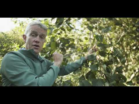 Does Ireland have tall trees?