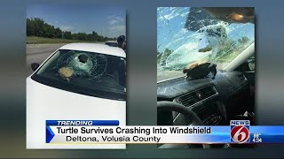 Turtle survives crashing into windshield