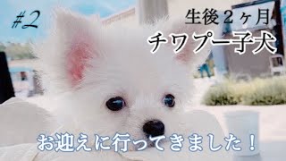 生後２ヶ月【チワプー】可愛すぎる子犬のお迎えに行きました🏡🤍プードル✖️チワワ【立ち耳チワプーぷうたろう】