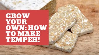 Grow your own: how to make Tempeh!