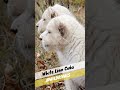 Lion Cute CUBS | Wild Animals #shorts #short #viral