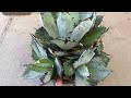 home depot cactus and succulent plant shopping tour las vegas cactus plants tour