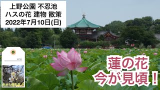 上野公園不忍池 ハスの花散策 2022年7月10日（日）ハスの花が見頃！上野公園歴史散策＃ハスの花＃蓮の花＃ウォーキング＃散歩＃清水観音堂＃五重塔＃弁天堂＃上野東照宮＃上野大仏＃寛永寺 #上野公園