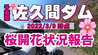 🌸佐久間ダムの桜開花状況報告‼️