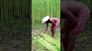 Jute Harvesting #shorts