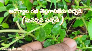 Thellagalijeru pachadi//తెల్లగలిజేరు(పునర్నవ)పచ్చడి.....