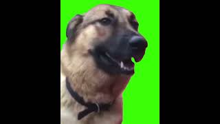 Eyy gtfo here dog green screen