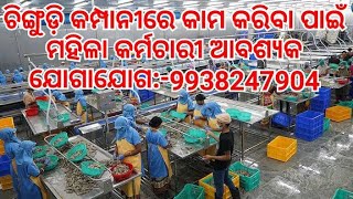 #8763595691ଚିଙ୍ଗୁଡ଼ି କମ୍ପାନୀରେ କାମ କରିବା ପାଇଁ ମହିଳା କର୍ମଚାରୀ ଆବଶ୍ଯକ//#odishajobs #baleswar