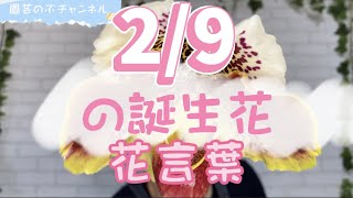 【園芸のぶチャンネル】2/9の誕生花と花言葉【２月】【９日】【ガーデニング】【雑学】【トリビア】【パフィオペディラム】